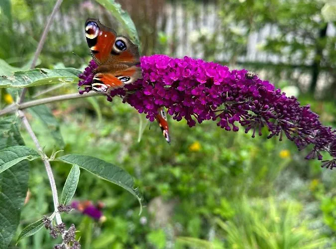 Casa Grande 3* Mielno (Koszalin)